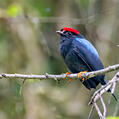 Lance-tailed Manakin (Chiroxiphia lanceolata)