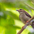 Lance-tailed Manakin (Chiroxiphia lanceolata)