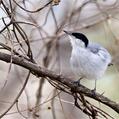 White-lored Gnatcatcher (Polioptila albiloris)