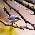 White-lored Gnatcatcher (Polioptila albiloris)