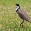 Masked Lapwing (Vanellus miles)