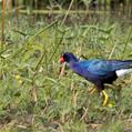 Purple Gallinule (Porphyrio martinica)