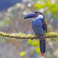 Black-billed Mountain Toucan (Andigena nigrirostris)