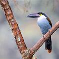 Black-billed Mountain Toucan (Andigena nigrirostris)