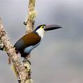 Black-billed Mountain Toucan (Andigena nigrirostris)