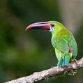 Crimson-rumped Toucanet (Aulacorhynchus haematopygus)