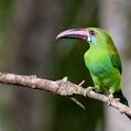 Crimson-rumped Toucanet (Aulacorhynchus haematopygus)