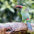 Crimson-rumped Toucanet (Aulacorhynchus haematopygus)