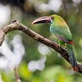 Crimson-rumped Toucanet (Aulacorhynchus haematopygus)