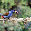Grey-breasted Mountain Toucan (Andigena hypoglauca)