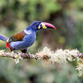 Grey-breasted Mountain Toucan (Andigena hypoglauca)
