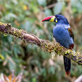 Grey-breasted Mountain Toucan (Andigena hypoglauca)