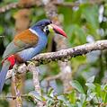 Grey-breasted Mountain Toucan (Andigena hypoglauca)