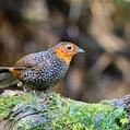 Ocellated Tapaculo (Acropternis orthonyx)