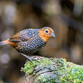 Ocellated Tapaculo (Acropternis orthonyx)