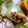 Red-Tailed Squirrel (Sciurus granatensis)