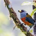 Toucan Barbet (Semnornis ramphastinus)