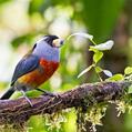 Toucan Barbet (Semnornis ramphastinus)