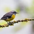 Bananaquit (Coereba flaveola)