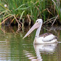 Australian Pelican (Pelecanus conspicillatus)