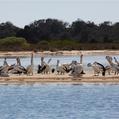 Australian Pelican (Pelecanus conspicillatus)