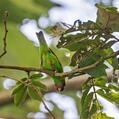 Bay-headed Tanager (Tangara gyrola)