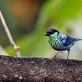 Black-capped Tanager (Tangara heinei)