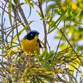 Santa Marta Mountain Tanager (Anisognathus melanogenys)