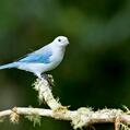 Blue-grey Tanager (Thraupis episcopus)