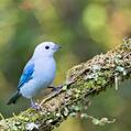Blue-grey Tanager (Thraupis episcopus)