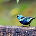 Blue-necked Tanager (Tangara cyanicollis)