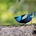 Blue-necked Tanager (Tangara cyanicollis)