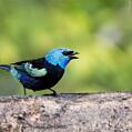 Blue-necked Tanager (Tangara cyanicollis)