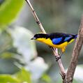Blue-winged Mountain Tanager (Anisognathus somptuosus)