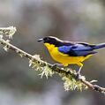 Blue-winged Mountain Tanager (Anisognathus somptuosus)