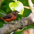Crimson-backed Tanager (Ramphocelus dimidiatus)