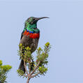 Southern Double-collared Sunbird (Cinnyris chalybeus)