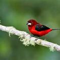 Crimson-backed Tanager (Ramphocelus dimidiatus)