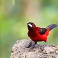 Crimson-backed Tanager (Ramphocelus dimidiatus)