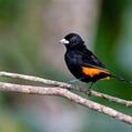 Flame-rumped Tanager (Ramphocelus flammigerus)