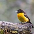 Flame-rumped Tanager (Ramphocelus flammigerus)