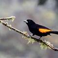 Flame-rumped Tanager (Ramphocelus flammigerus)