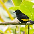 Flame-rumped Tanager (Ramphocelus flammigerus)