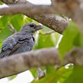 Glaucous Tanager (Thraupis glaucocolpa)