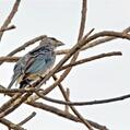 Glaucous Tanager (Thraupis glaucocolpa)
