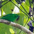 Glistening-green Tanager (Chlorochrysa phoenicotis)
