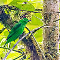 Glistening-green Tanager (Chlorochrysa phoenicotis)