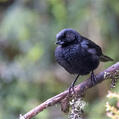 Glossy Flowerpiercer (Diglossa lafresnayii)