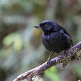 Glossy Flowerpiercer (Diglossa lafresnayii)