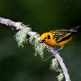 Golden Tanager (Tangara arthus)
